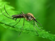 Σύστημα καταπολέμησης Κουνουπιών & προειδοποίησης για Ασθένειες που μεταδίδονται από κουνούπια (ιός Δυτικού Νείλου)